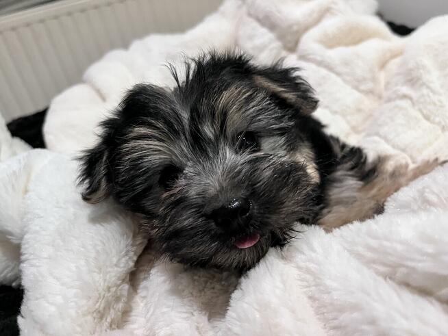 Sprzedam yorka malutkiego