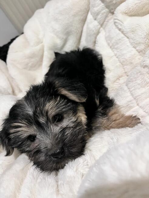 Sprzedam yorka malutkiego