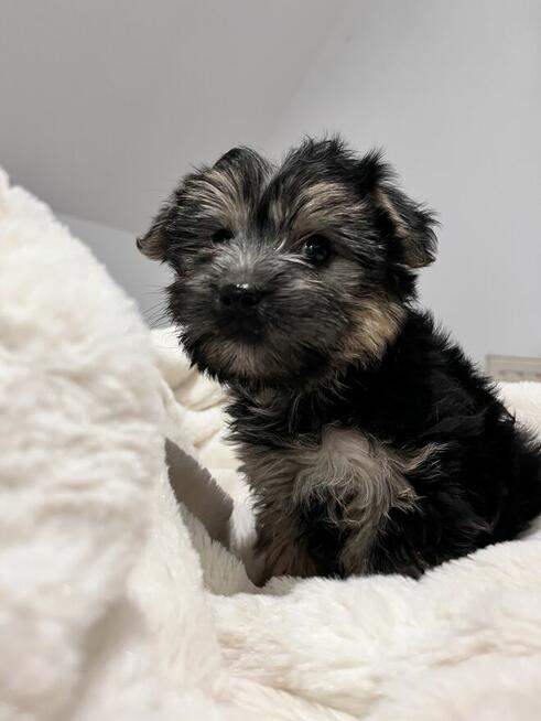 Sprzedam yorka malutkiego