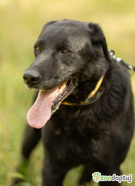 HARY - biedny, czarny, porzucony psiak, adoptuj!