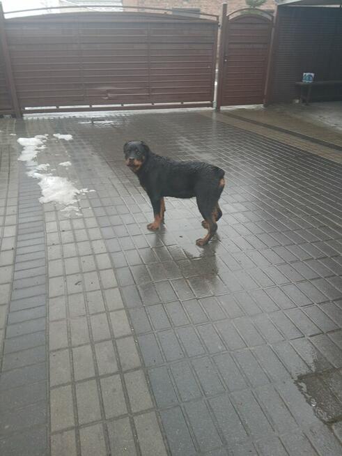 Rottweiler Piesek