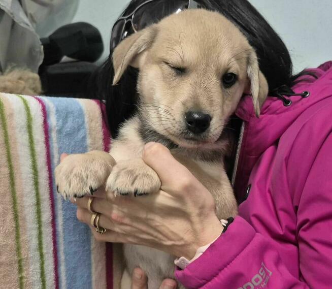 Alpik – maleńka iskierka, która szuka swojego nieba