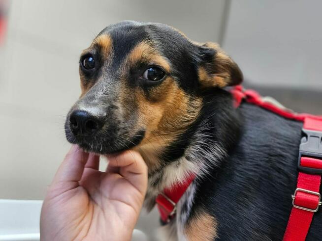 Uroczy Julianek szuka... może właśnie Ciebie?