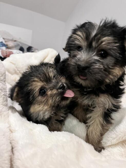 Sprzedam yorka malutkiego