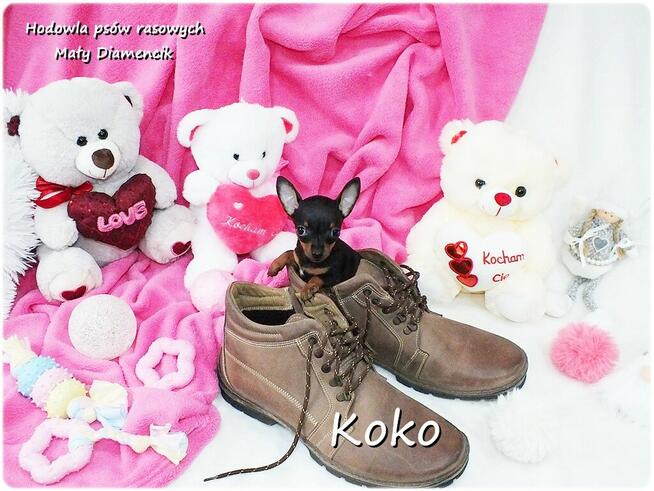 !! Ultra MINI !! Sunia KOKO Pinczer miniaturowy ( Ratlerek )