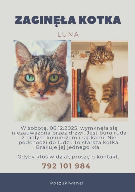 Zaginęła starsza kotka! Okolice 1Maja