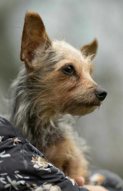 CZESIA - 12 letnia mikro sunia szuka najlepszego domu