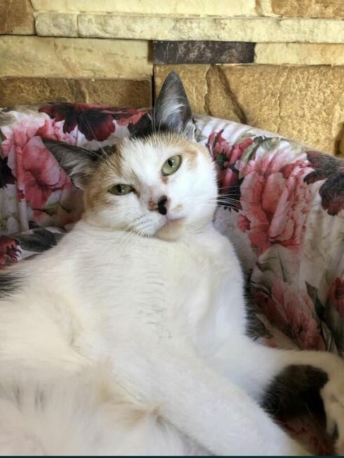 Niusia okolo 3,5 letnia koteczka potrzebuje swoich ludzi