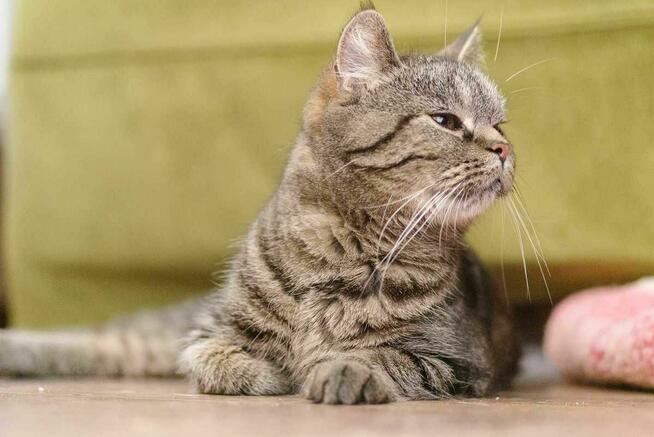 kotka buraska szuka domu -schronisko Zgierz -aktualne