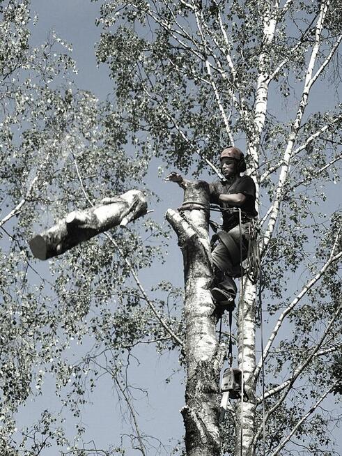 Przycinanie drzew, pielęgnacja drzew, wycinka Pruszków TANIO