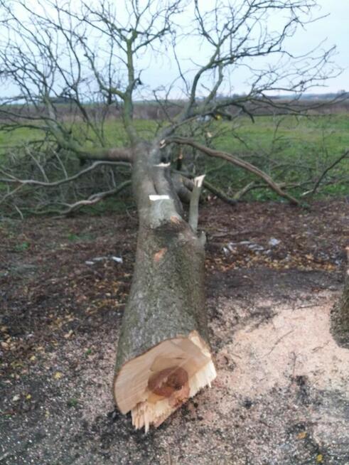 Wycinka drzew, Oczyszczanie działki, Przewóz towarów przyczep