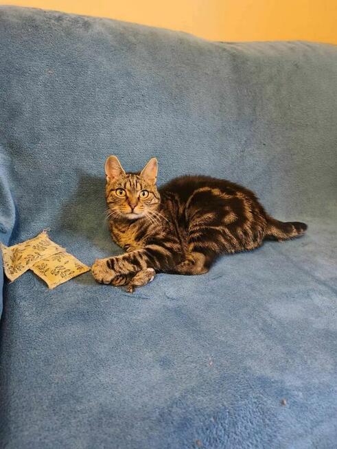 Grzybek uroczy kocurek szuka swojej rodziny.