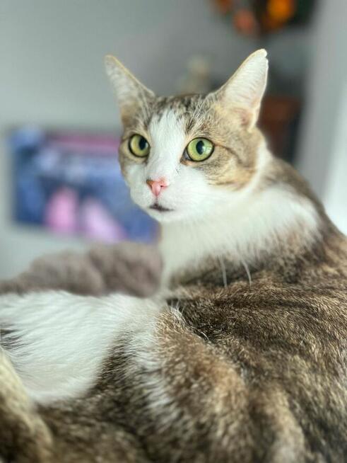 Misio wspaniały kocurek szuka domu.