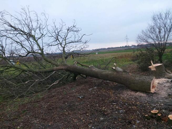 Wycinka drzew, Oczyszczanie działki, Przewóz towarów przyczep