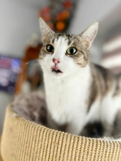 Misio wspaniały kocurek szuka domu.