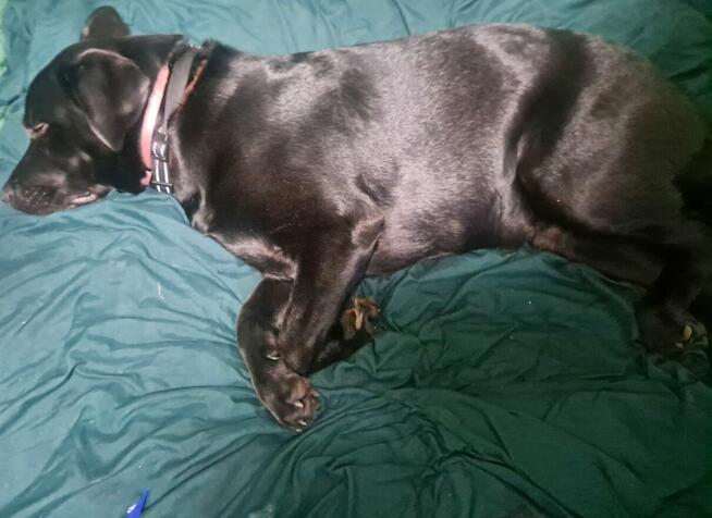 Labrador ośmio miesięczny czarny pies samiec rodowód