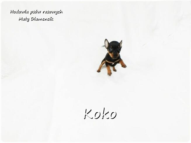 !! Ultra MINI !! Sunia KOKO Pinczer miniaturowy ( Ratlerek )