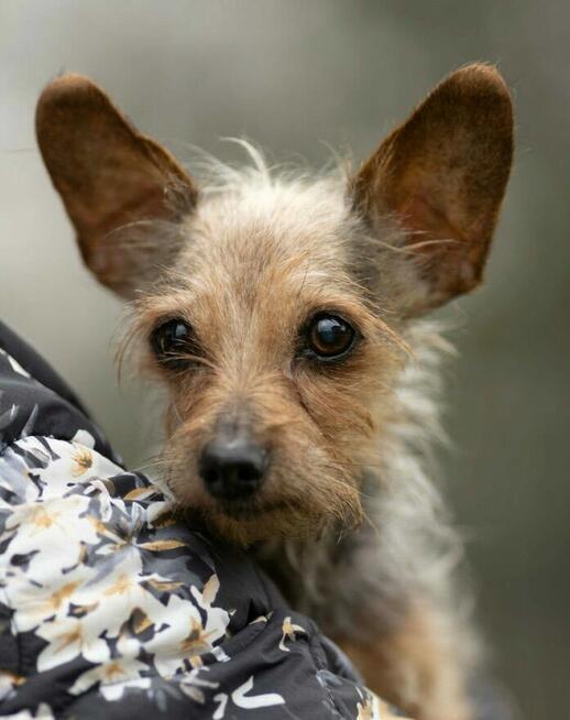 CZESIA - 12 letnia mikro sunia szuka najlepszego domu