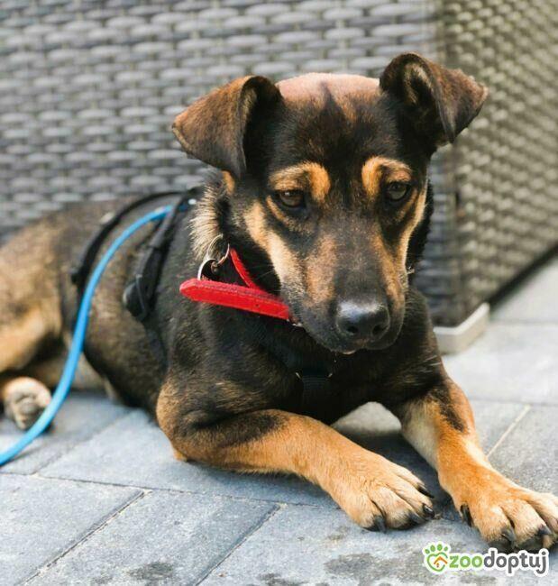 MANIA - 10 miesięczna, kochana sunia szuka dobrego domu