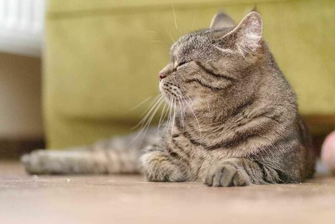 kotka buraska szuka domu -schronisko Zgierz -aktualne