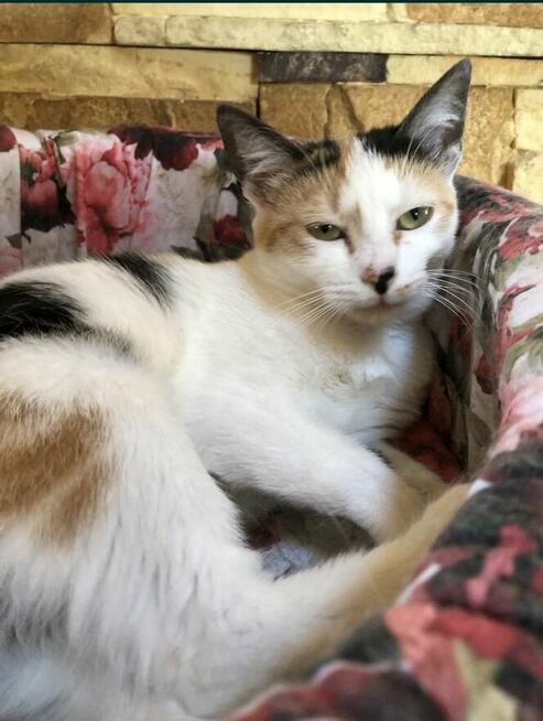 Niusia okolo 3,5 letnia koteczka potrzebuje swoich ludzi