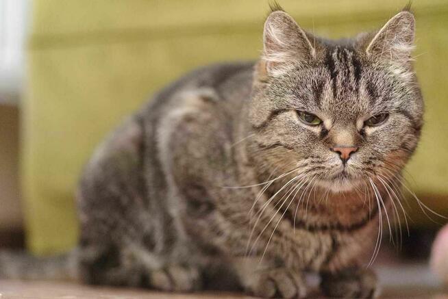 kotka buraska szuka domu -schronisko Zgierz -aktualne