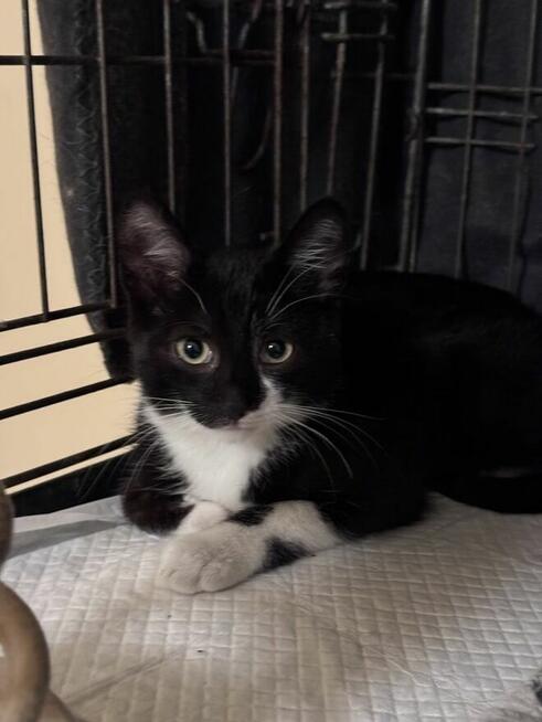 Karolek poleca sie do adopcji