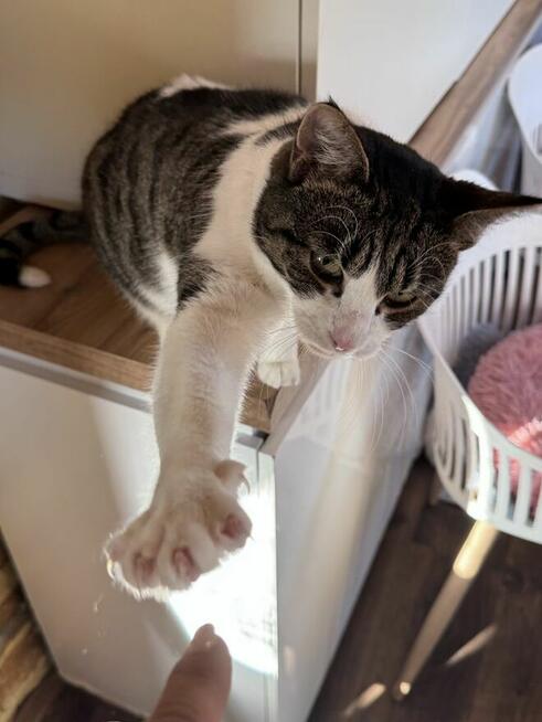 Nelcia szuka kochajacego domu