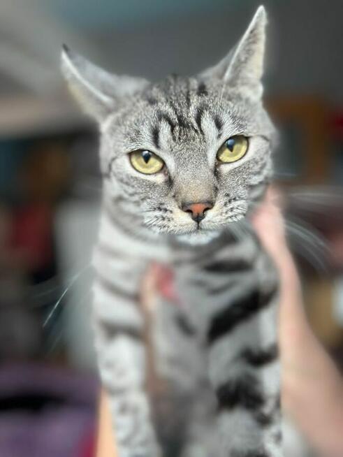 Przepiękna Pola szuka domu