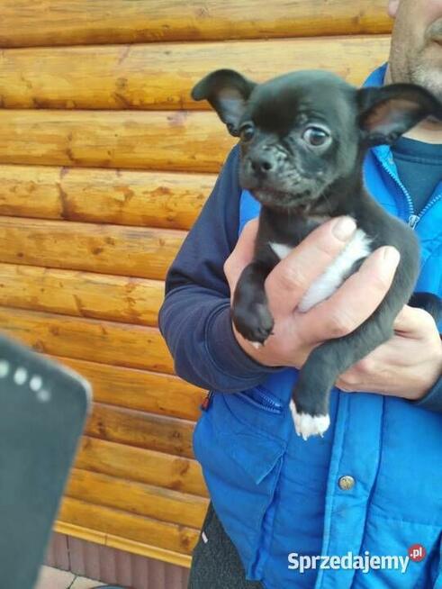 Piesek chihuahua okolice Warszawy gotowe do zmiany domu
