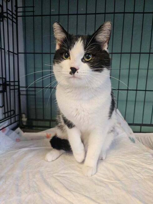 Oreo uroczy kocurek szuka domu