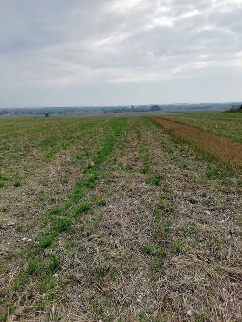 Działka inwestycyjna 4,5 ha bezpośrednio przy S12