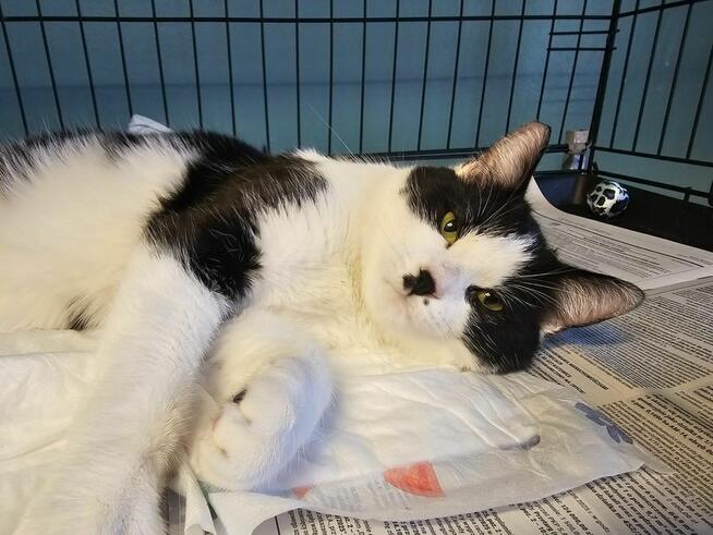 Oreo uroczy kocurek szuka domu