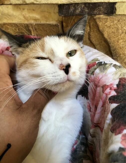 Niusia okolo 3,5 letnia koteczka potrzebuje swoich ludzi