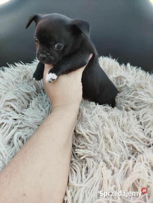 Piesek chihuahua okolice Warszawy gotowe do zmiany domu
