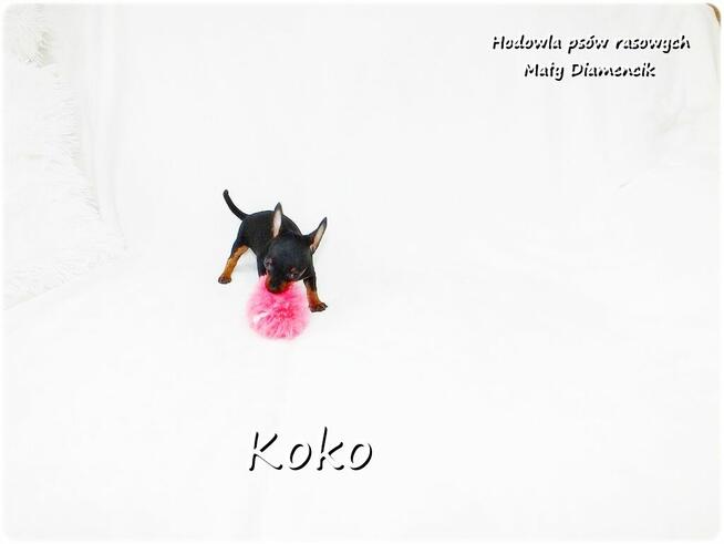 !! Ultra MINI !! Sunia KOKO Pinczer miniaturowy ( Ratlerek )