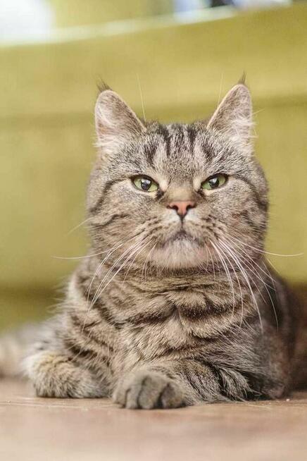 kotka buraska szuka domu -schronisko Zgierz -aktualne