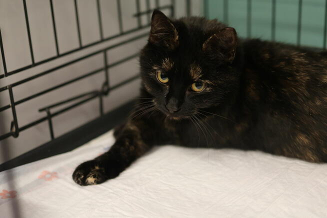 Ośmiomiesięczna, przemiziasta koteczka