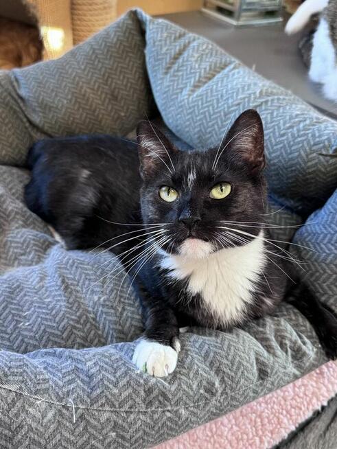 Dymek kochający czlowieka nad zycie