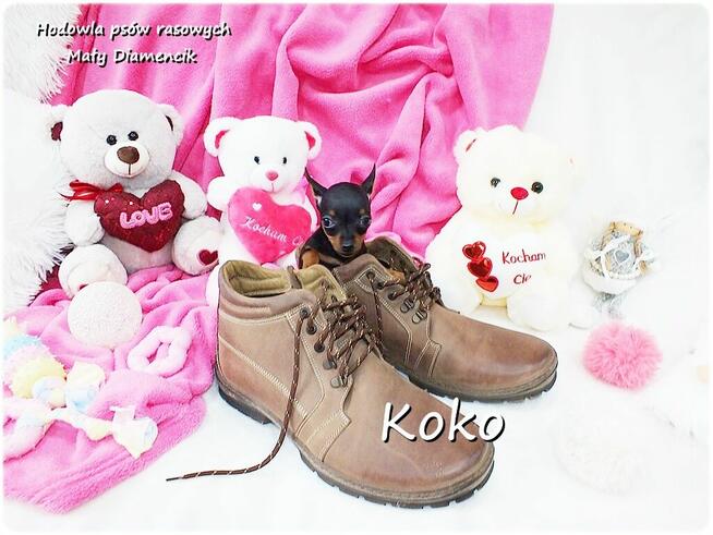 !! Ultra MINI !! Sunia KOKO Pinczer miniaturowy ( Ratlerek )