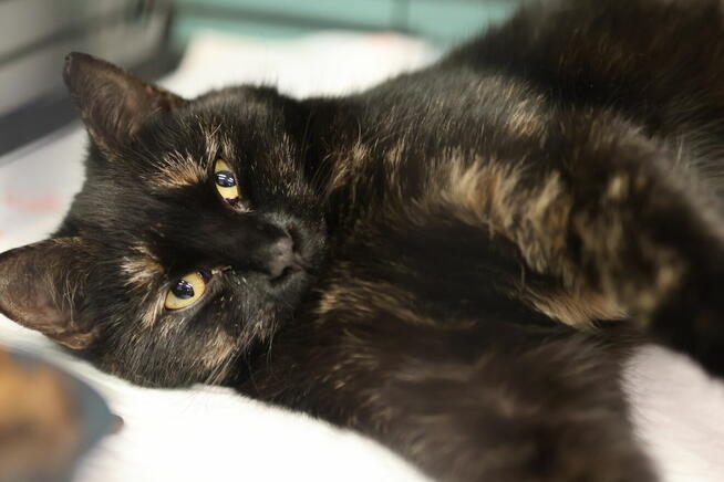 Ośmiomiesięczna, przemiziasta koteczka