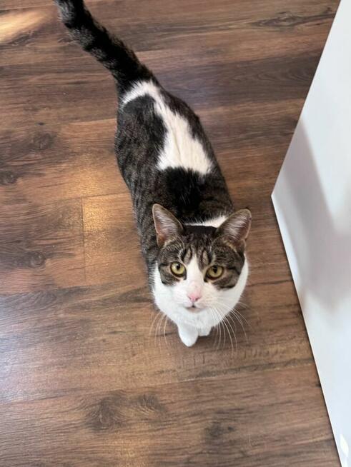 Nelcia szuka kochajacego domu