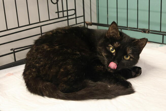 Ośmiomiesięczna, przemiziasta koteczka