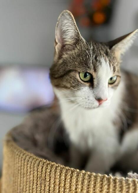 Misio wspaniały kocurek szuka domu.