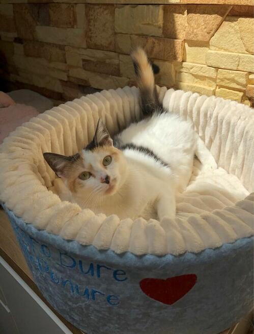 Niusia okolo 3,5 letnia koteczka potrzebuje swoich ludzi