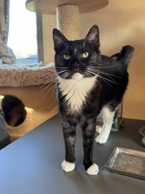 Dymek kochający czlowieka nad zycie