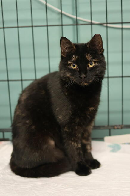 Ośmiomiesięczna, przemiziasta koteczka