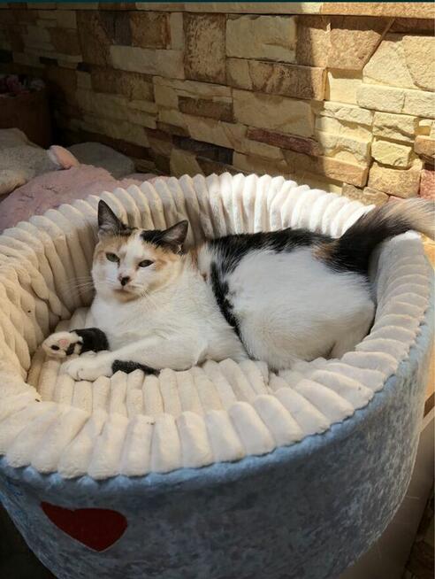 Niusia okolo 3,5 letnia koteczka potrzebuje swoich ludzi