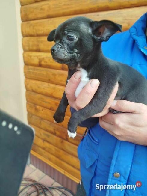 Piesek chihuahua okolice Warszawy gotowe do zmiany domu