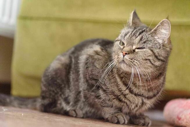 kotka buraska szuka domu -schronisko Zgierz -aktualne